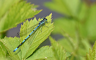 Azure Bluet (Male, Coenagrion puella)